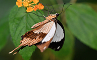 Saharan swallowtail (male, Papilo dardanus)
